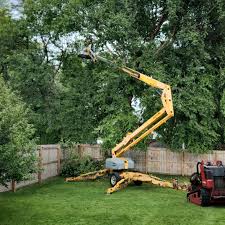 How Our Tree Care Process Works  in Lindsborg, KS